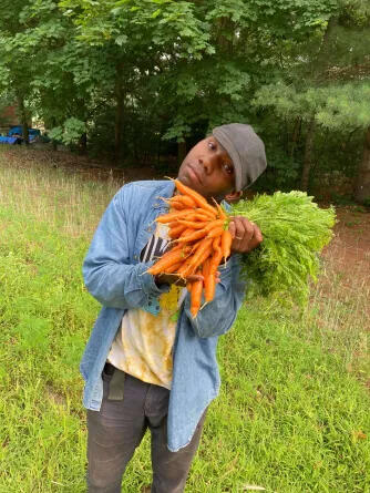 Carrot harvest.