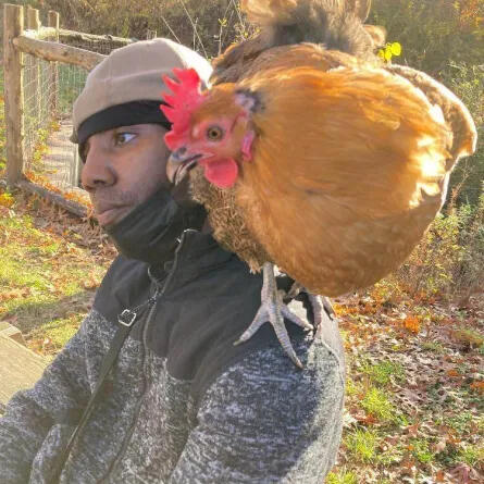 Speaking on a farmer panel at an agriculture conference with Mary the chicken.